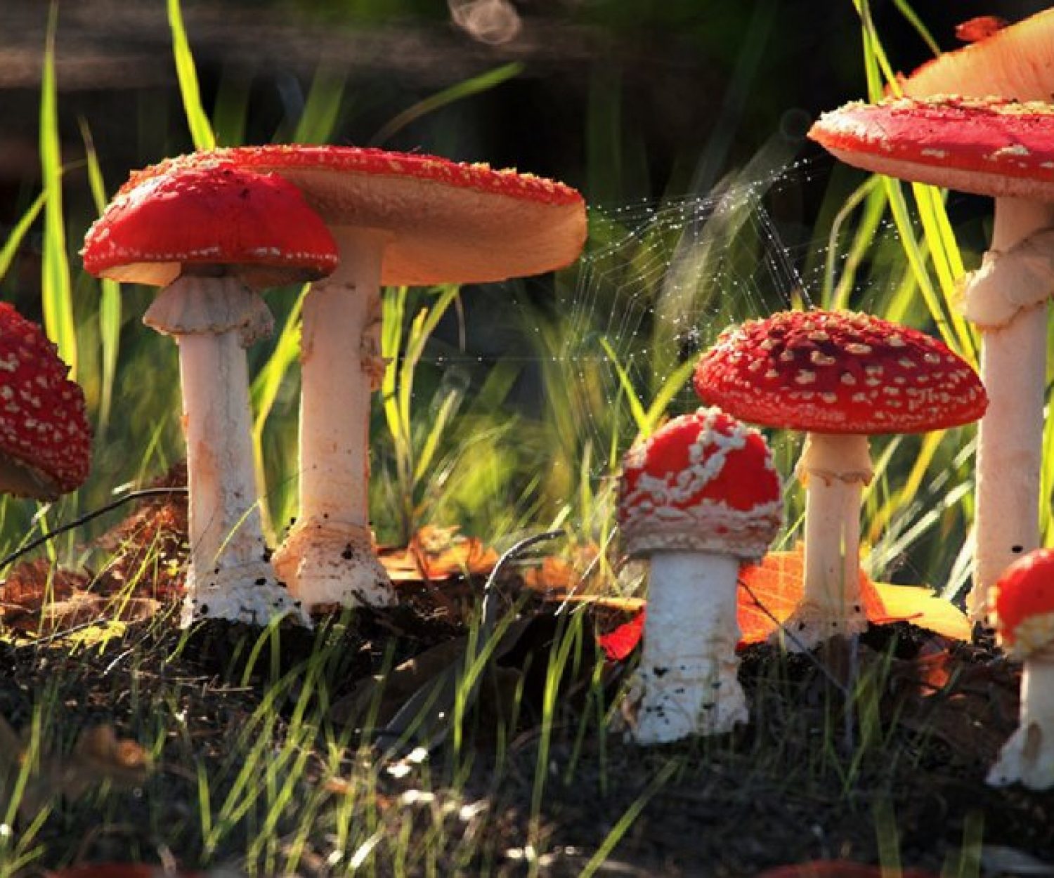 Photo source: redshift3d.com