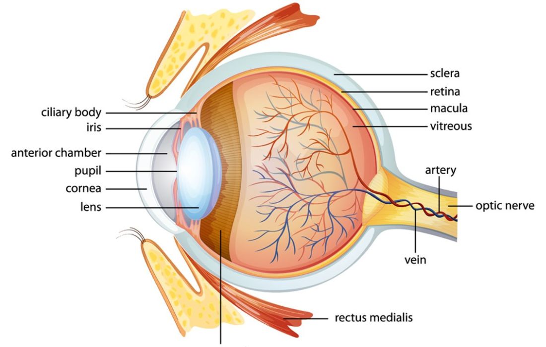 Basic steps to model 3D eyes 1